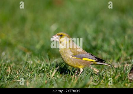 Greenfinch (Carduelis chloris) sul prato in primavera. Foto Stock