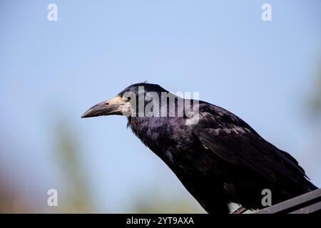 Ritratto di una torre (Corvus frugilegus) in primavera. Foto Stock