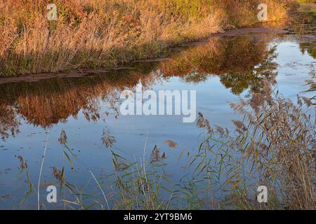 Canne presso il lago dell'Amper alla luce del sole della sera, Moosburg, alta Baviera Foto Stock