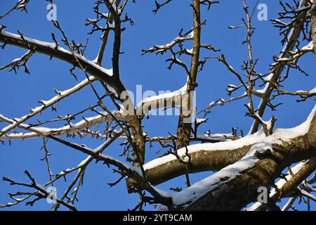 Rami ricoperti di neve di un vecchio melo contro un cielo blu Foto Stock