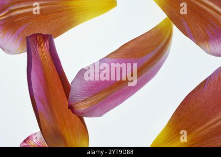 Petali caduti di tulipano su sfondo bianco Foto Stock