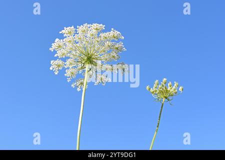 Infiorescenze della carota selvatica, Daucus carota carota, contro un cielo blu Foto Stock