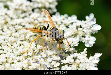 Una vespa da campo, Polistes dominulus, sull'infiorescenza della carota selvatica Daucus carota Foto Stock