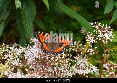 Piccola volpe, Aglais urticae, su fiori di stonecrop bianco album Sedum Foto Stock