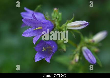 Fiori di un campanello di ortica, Campanula trachelium, dettaglio, macro Foto Stock