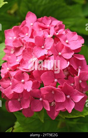 Infiorescenza di ortensie da giardino, Hydrangea Foto Stock