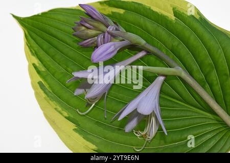 Inflorescenza di un hosta, Hosta, su una foglia, macro Foto Stock