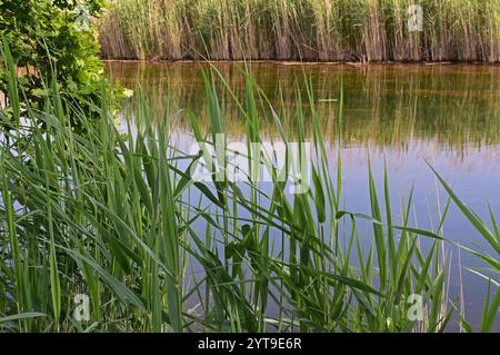 Giovani germogli di canne, Phragmites australis, sulla riva di uno stagno Foto Stock