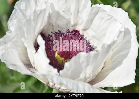 Papavero orientale, Papaver orientale, Perry's White Foto Stock