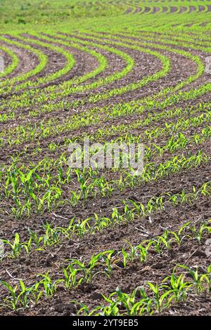 Piantine di mais, Zea mays, in file curve di semi Foto Stock