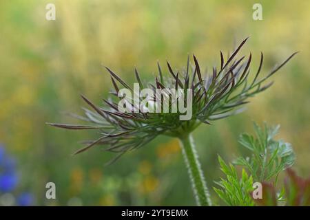 Bratta sull'infiorescenza della carota selvatica Daucus carota carota Foto Stock