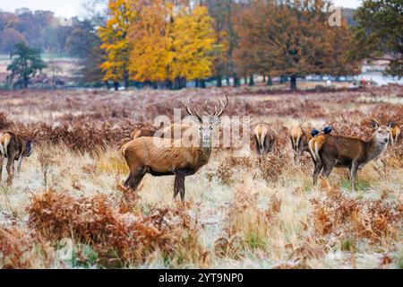 Un cervo rosso (Cervus elaphus) cervo con palchi e fa a Richmond Park, Richmond upon Thames, Londra, nel sud-est dell'Inghilterra nella stagione invernale Foto Stock