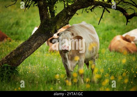 Vacche su pascolo Foto Stock