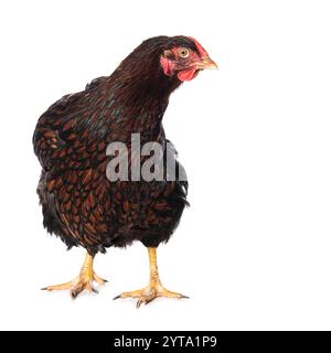 Wyandotte hen isolato su sfondo bianco Foto Stock