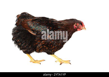 Wyandotte hen isolato su sfondo bianco Foto Stock