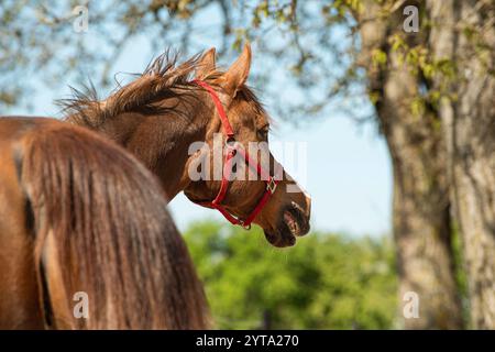 Un cavallo vicino nel paddock Foto Stock