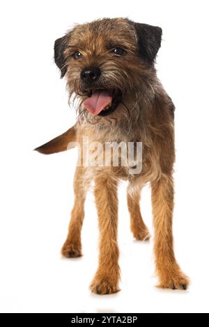 Border Terrier permanente Foto Stock