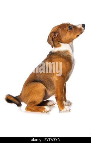 Cucciolo di Appenzell Foto Stock