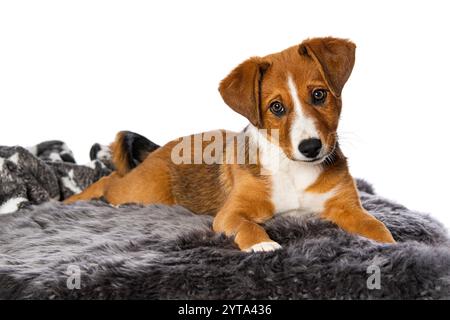 Cucciolo di Appenzell Foto Stock