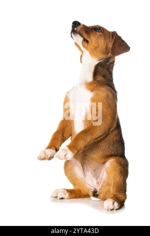 Cucciolo di Appenzell Foto Stock