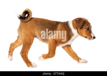Cucciolo di Appenzell Foto Stock