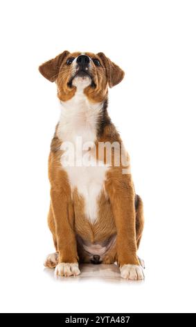 Cucciolo di Appenzell Foto Stock