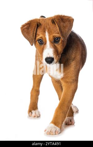 Cucciolo di Appenzell Foto Stock