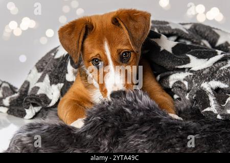 Cucciolo di Appenzell Foto Stock