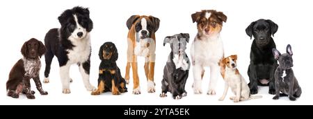 Gruppo di cuccioli di diverse razze di cani Foto Stock