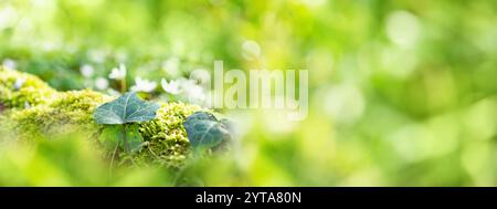 Vecchio tronco in legno ricoperto di muschio con anemoni edera e cespuglio bianco in uno sfondo verde brillante con bokeh luminoso. Foto Stock