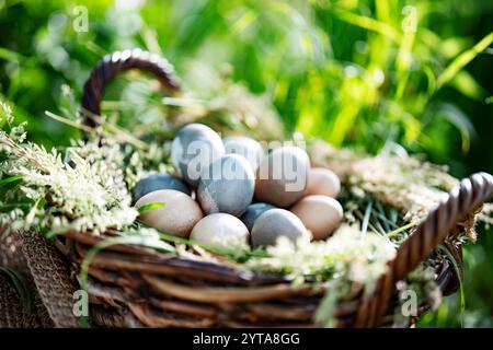 Grande cesto di vimini nel prato, ripieno di uova pastello sopra un letto di erba. Primo piano con profondità di campo ridotta. Foto Stock