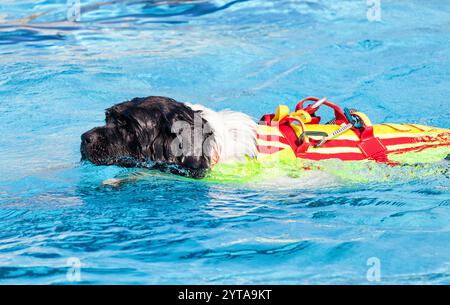 Cane bagnino, dimostrazione di salvataggio con i cani in piscina Foto Stock