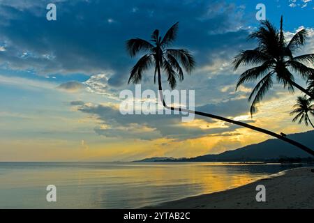 Sagome di palme da cocco retroilluminate contro un cielo colorato durante un tramonto tropicale, Koh Samui, Thailandia Foto Stock