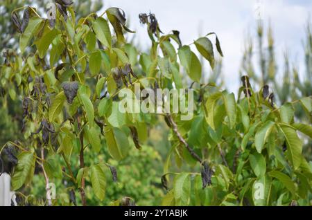 Effetti delle ultime gelate primaverili a maggio su giovani germogli di noci che crescono in Ucraina. Foto Stock