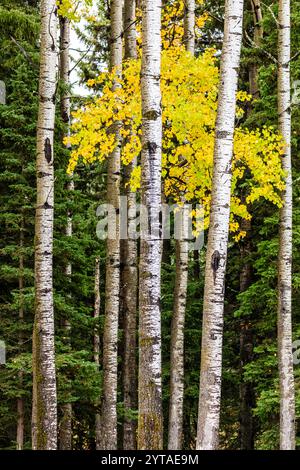 Una fila di alberi con una singola foglia gialla al centro. Gli alberi sono alti e verdi, e la foglia gialla spicca sullo sfondo verde. Con Foto Stock