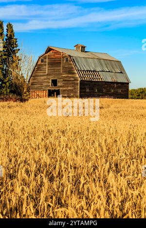 Un grande, vecchio fienile si trova in un campo di grano dorato alto. Il fienile è circondato da un campo di grano dorato, e il cielo è limpido e blu. Concetto di n Foto Stock