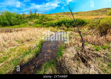 Un flusso d'acqua scorre attraverso un campo erboso. L'acqua è marrone e torbida, e l'erba è secca e marrone. La scena è tranquilla e serena, con t Foto Stock