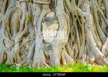 Famosa testa di Buddha aggrovigliata nelle radici dell'albero del ficus ad Ayutthaya, Thailandia. Foto Stock