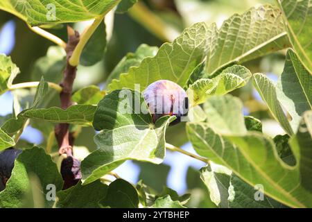 Fico maturo da vicino su un albero in Andalusia, Spagna Foto Stock