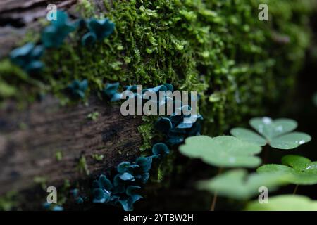 Un bellissimo fungo verde che cresce sull'albero nella foresta, circondato da foglie di bosco. Paesaggio boschivo naturale della Lettonia, Nord Europa Foto Stock