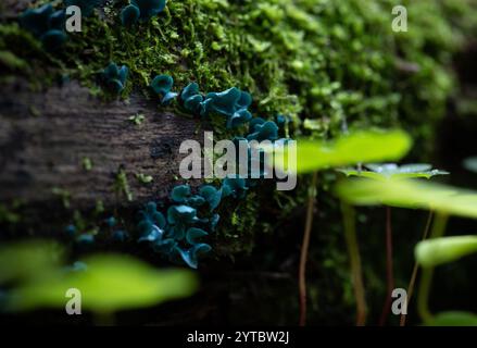 Un bellissimo fungo verde che cresce sull'albero nella foresta, circondato da foglie di bosco. Paesaggio boschivo naturale della Lettonia, Nord Europa Foto Stock