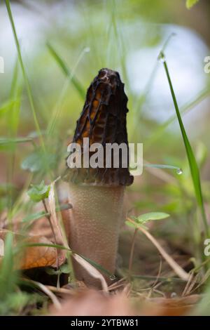 Bellissimi funghi primaverili che crescono nella foresta durante il mese di maggio. Paesaggio boschivo naturale della Lettonia, Nord Europa. Foto Stock