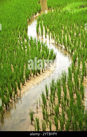 Campo di riso nel villaggio tradizionale di Kete Kesu a Tana Toraja, Sulawesi meridionale, Indonesia. Foto Stock