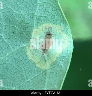 Macchia di foglie di tulipani (Resseliella liriodendri) Foto Stock