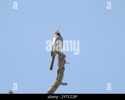 Passero dalla pelle nera (Spizella atrogularis) Foto Stock