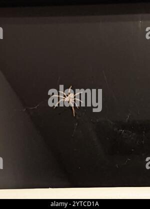 Ragno granchio gigante (Olios giganteus) Foto Stock