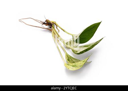 Taglio di piante della regina di marmo di Epipremnum Aureum su sfondo bianco Foto Stock