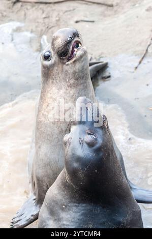 Primo piano della lotta contro le foche elefanti del nord, Mirounga Angustirostris, presso Elephant Seal vista Point, California, in una mattina d'inverno. Foto Stock