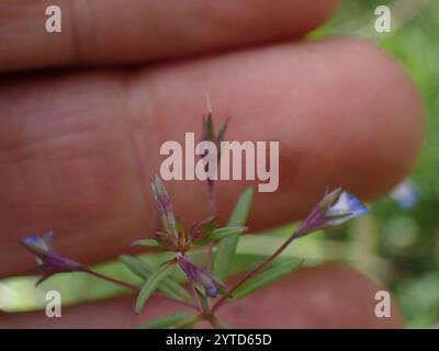 maria dagli occhi azzurri (Collinsia parviflora) Foto Stock