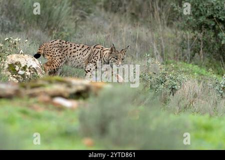 Giovani conigli iberici da caccia in una foresta mediterranea alla prima luce di una fredda giornata autunnale Foto Stock